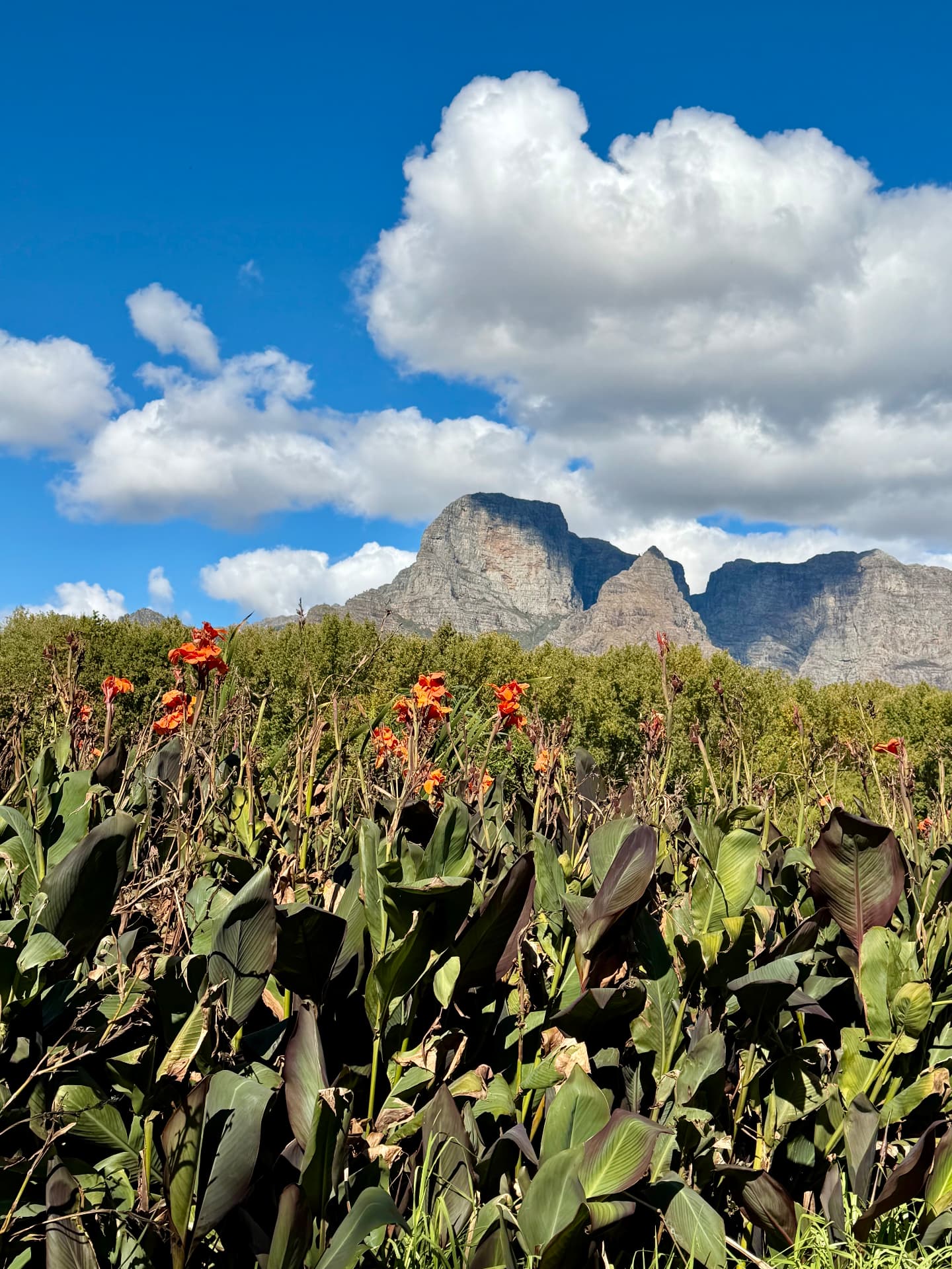 Canna flowers and orchards below the Drakenstein mountains at Boschendal